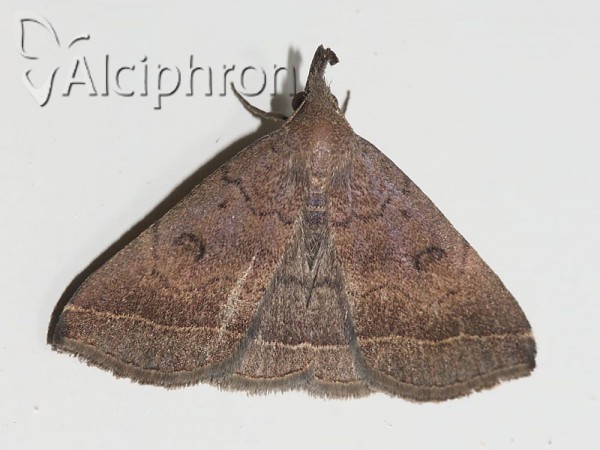 Pechipogo plumigeralis