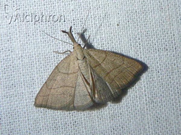 Polypogon tentacularia