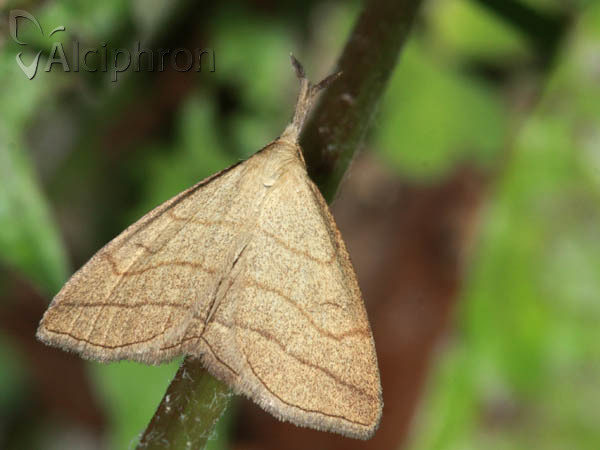 Polypogon tentacularia
