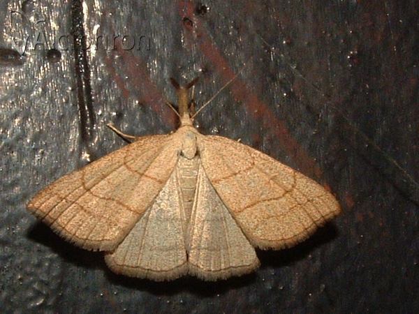 Polypogon tentacularia