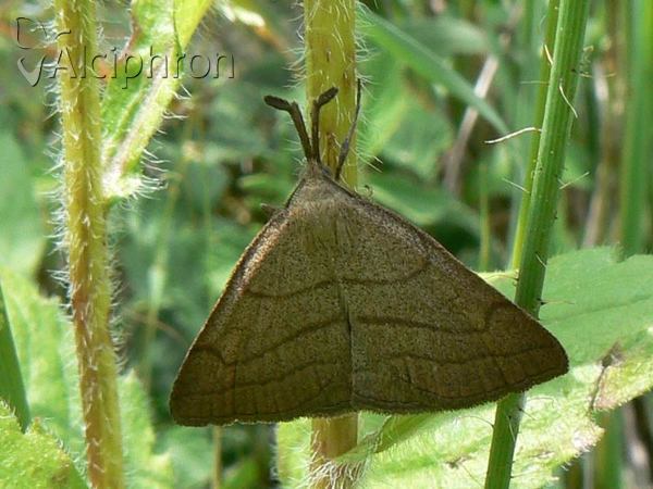 Polypogon tentacularia
