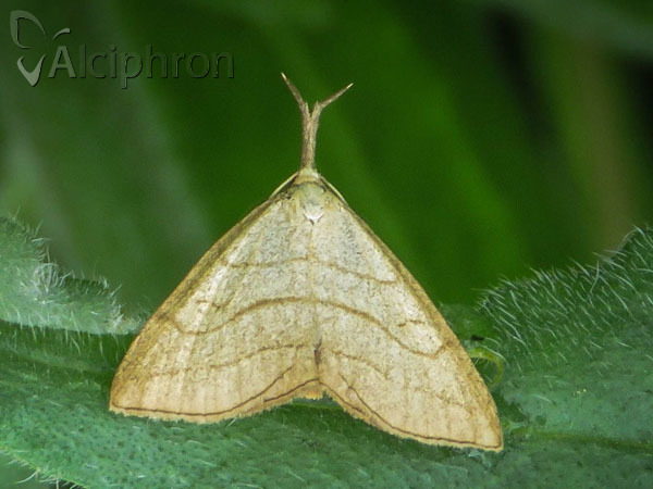 Polypogon tentacularia