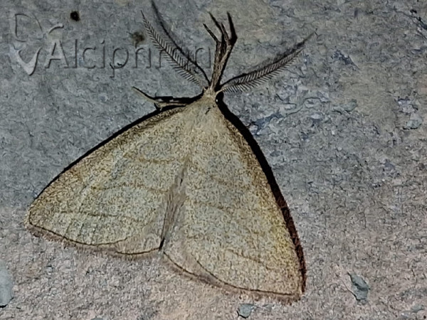 Polypogon tentacularia