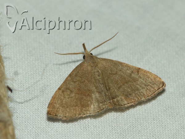 Polypogon gryphalis