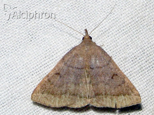 Herminia tarsipennalis