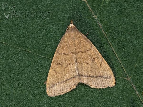 Herminia tarsipennalis