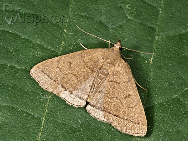 Herminia tarsipennalis