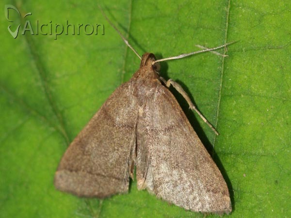 Herminia tarsipennalis