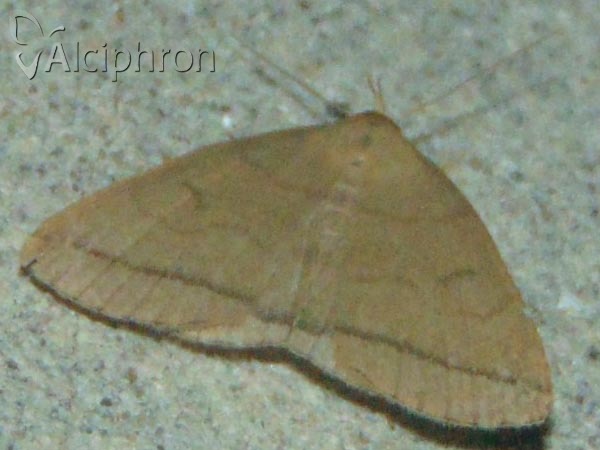 Herminia tarsipennalis
