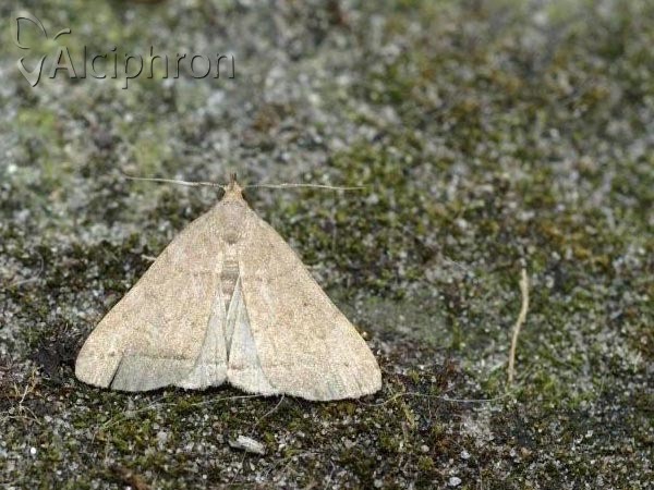 Herminia tarsipennalis