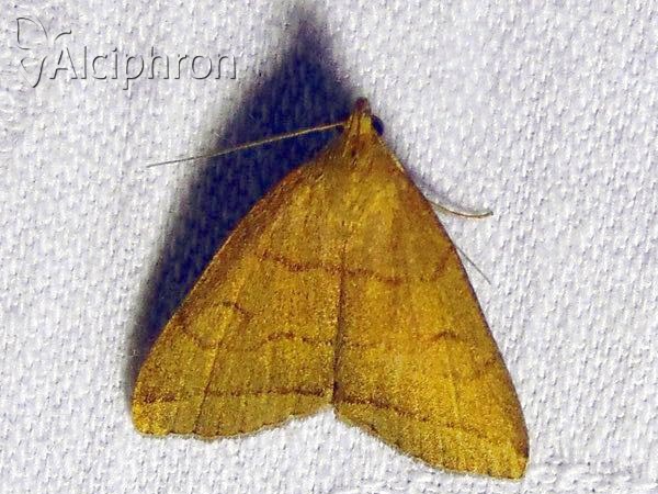 Herminia tarsipennalis