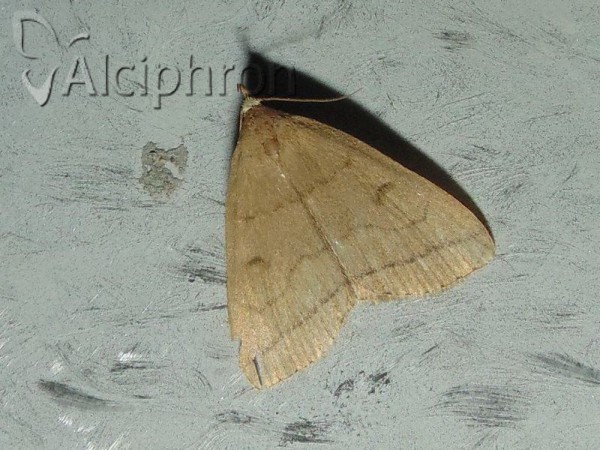 Herminia tarsipennalis