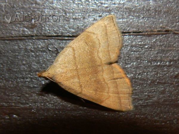 Herminia tarsicrinalis