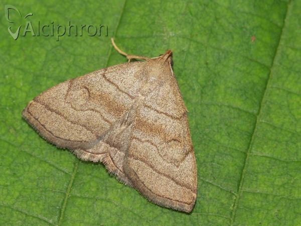 Herminia tarsicrinalis
