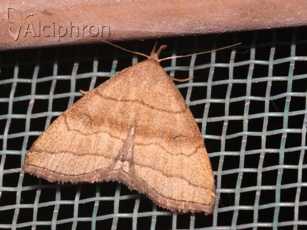 Herminia tarsicrinalis