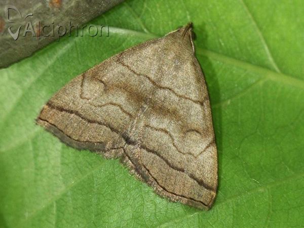 Herminia tarsicrinalis