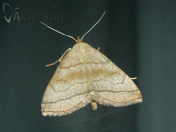 Herminia tarsicrinalis