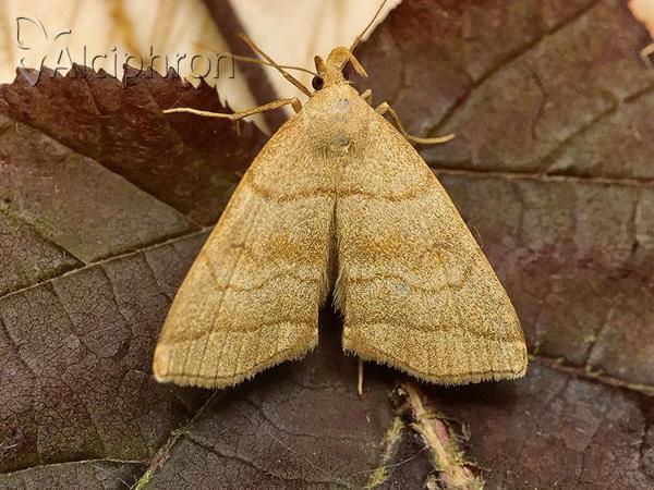 Herminia tarsicrinalis