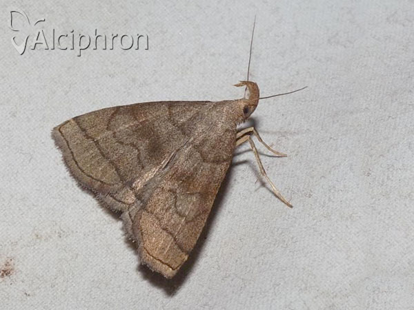 Herminia tarsicrinalis