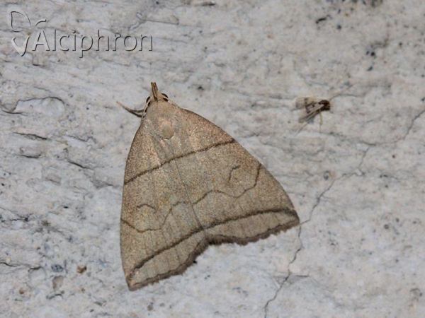 Herminia grisealis