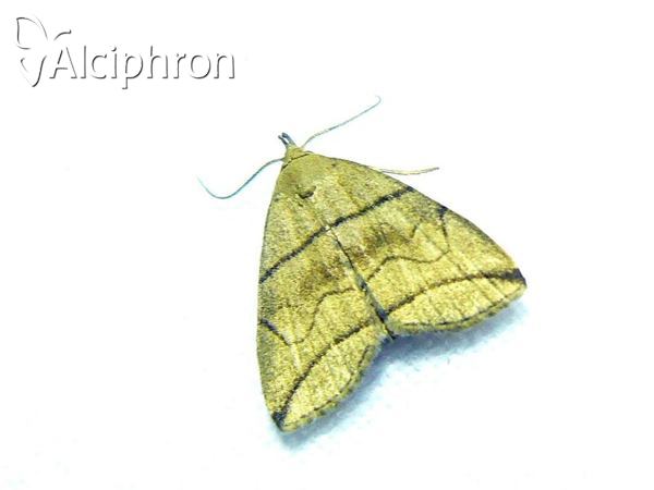 Herminia grisealis