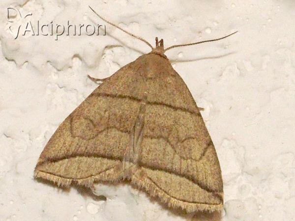 Herminia grisealis