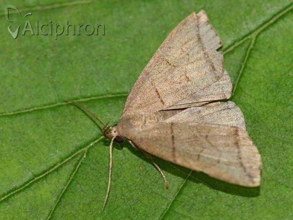 Herminia grisealis