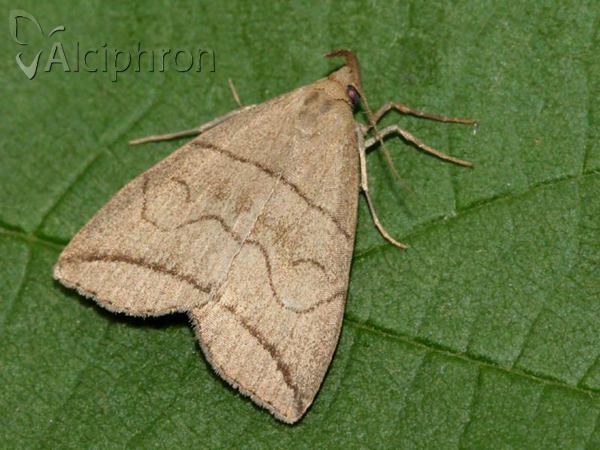Herminia grisealis