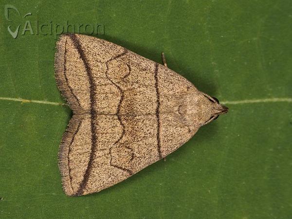 Herminia grisealis