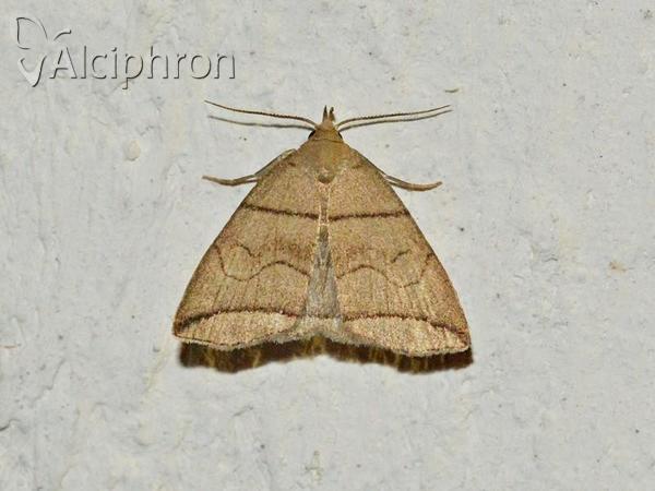 Herminia grisealis