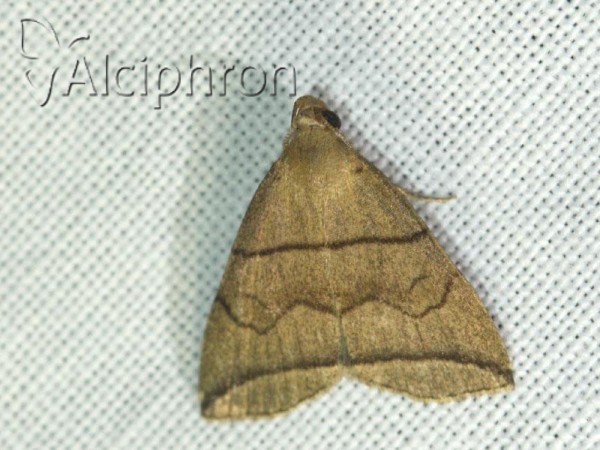 Herminia grisealis
