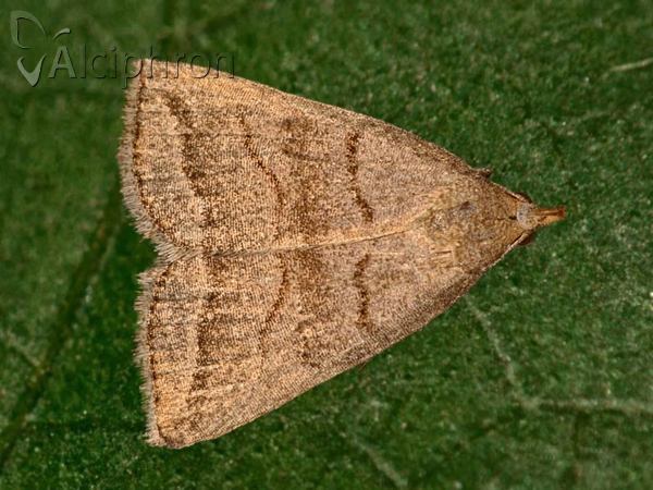 Herminia tenuialis