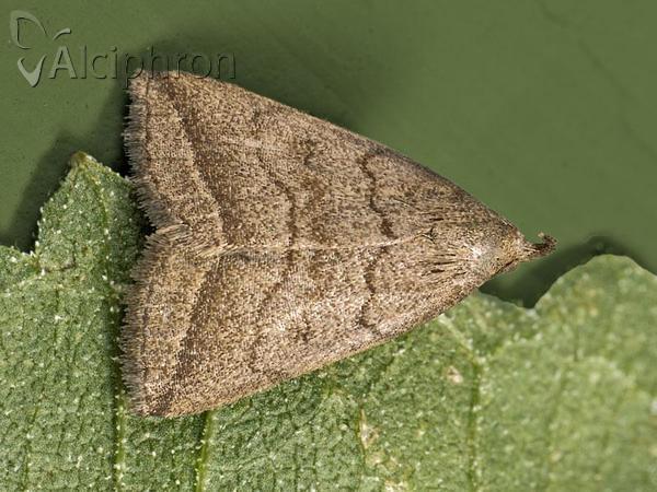 Herminia tenuialis
