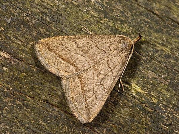 Herminia tenuialis