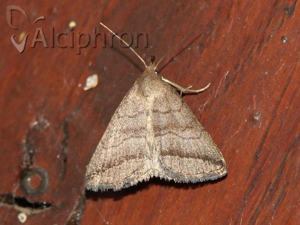 Herminia tenuialis