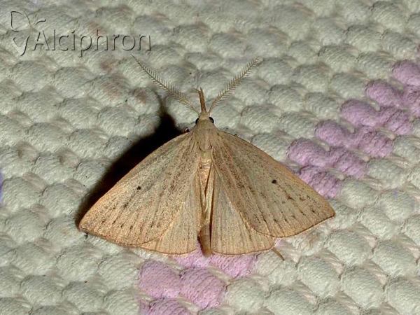 Macrochilo cribrumalis