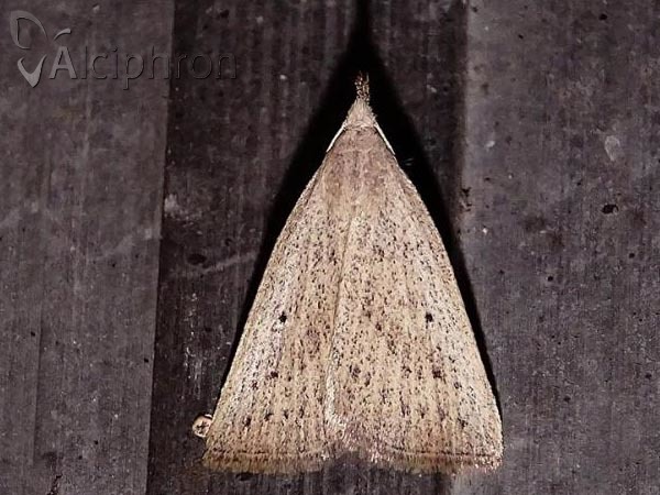 Macrochilo cribrumalis