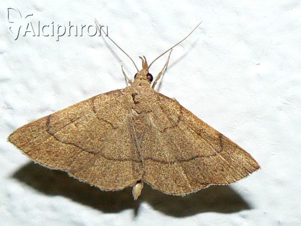 Paracolax tristalis