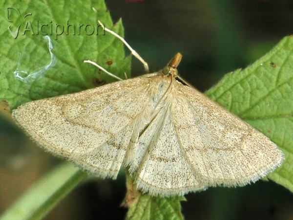 Paracolax tristalis