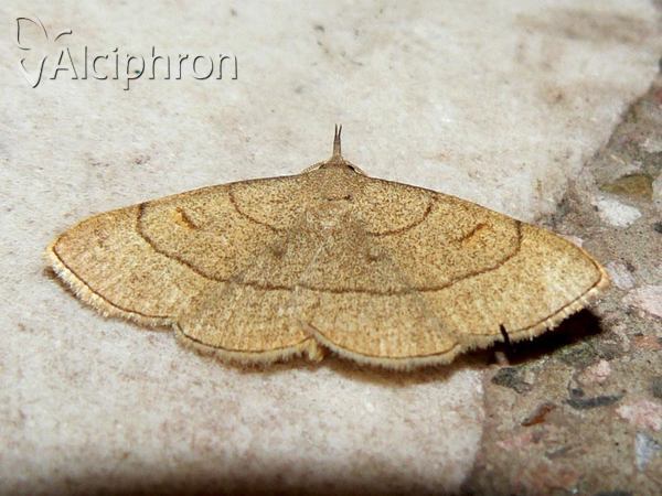 Paracolax tristalis