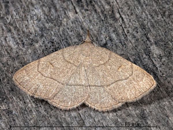 Paracolax tristalis