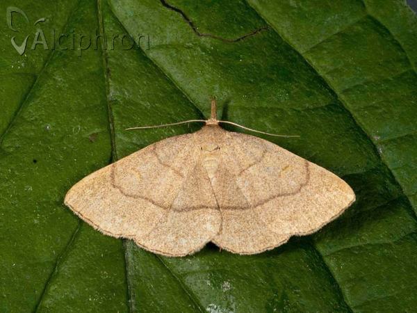 Paracolax tristalis