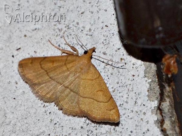 Paracolax tristalis