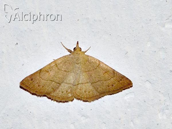 Paracolax tristalis