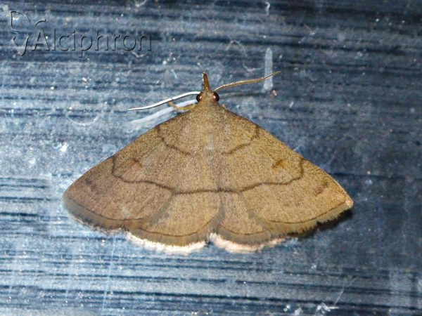 Paracolax tristalis