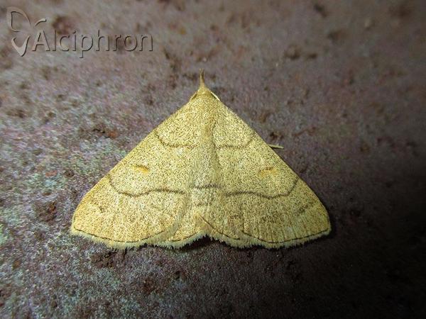 Paracolax tristalis