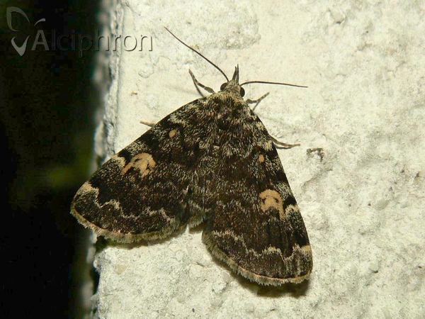 Idia calvaria