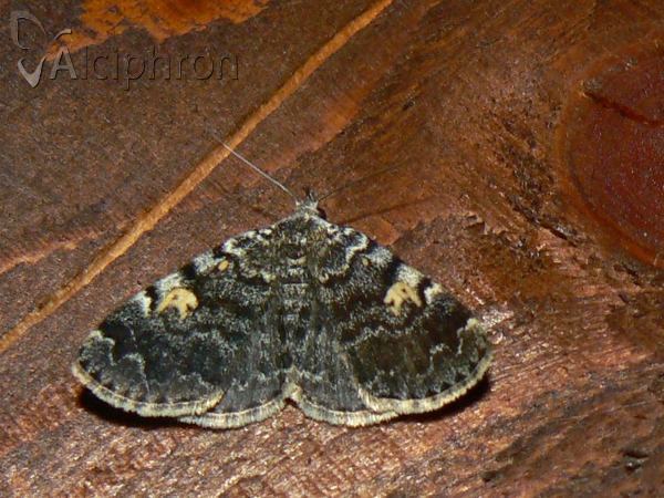 Idia calvaria