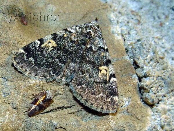 Idia calvaria