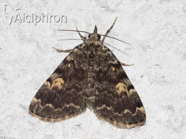 Idia calvaria